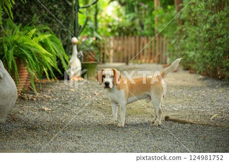Portrait of a cute beagle dog, young brown beagle. Selective focus. Portrait of a cute beagle dog, young brown beagle. Selective focus. 124981752