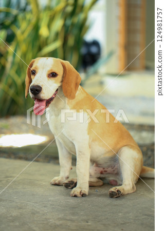 Portrait of a cute beagle dog, young brown beagle. Selective focus. 124981757