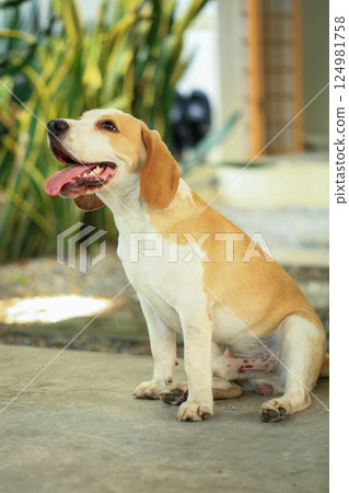 Portrait of a cute beagle dog, young brown beagle. Selective focus. 124981758