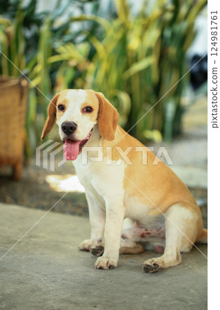 Portrait of a cute beagle dog, young brown beagle. Selective focus. 124981761