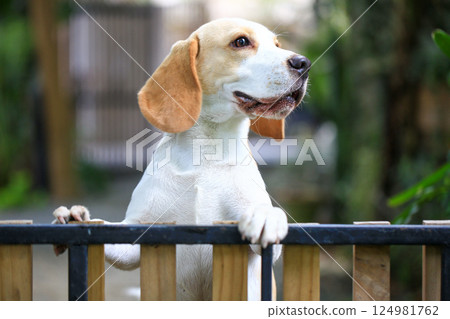 Portrait of a cute beagle dog, young brown beagle. Selective focus. 124981762