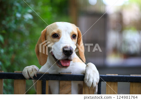 Portrait of a cute beagle dog, young brown beagle. Selective focus. 124981764