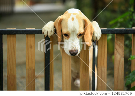Portrait of a cute beagle dog, young brown beagle. Selective focus. 124981769