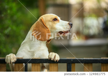 Portrait of a cute beagle dog, young brown beagle. Selective focus. 124981775