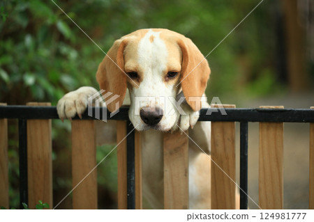 Portrait of a cute beagle dog, young brown beagle. Selective focus. 124981777