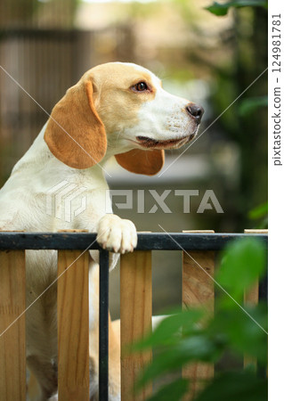 Portrait of a cute beagle dog, young brown beagle. Selective focus. 124981781