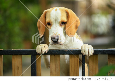 Portrait of a cute beagle dog, young brown beagle. Selective focus. Portrait of a cute beagle dog, young brown beagle. Selective focus. 124981782