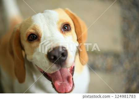 Portrait of a cute beagle dog, young brown beagle. Selective focus. 124981783
