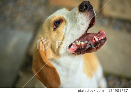 Portrait of a cute beagle dog, young brown beagle. Selective focus. 124981787