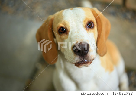 Portrait of a cute beagle dog, young brown beagle. Selective focus. Portrait of a cute beagle dog, young brown beagle. Selective focus. 124981788