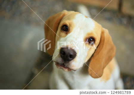 Portrait of a cute beagle dog, young brown beagle. Selective focus. 124981789