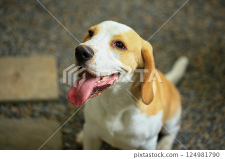 Portrait of a cute beagle dog, young brown beagle. Selective focus. 124981790