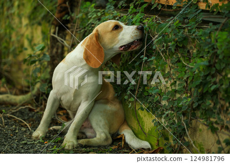 Portrait of a cute beagle dog, young brown beagle. Selective focus. 124981796