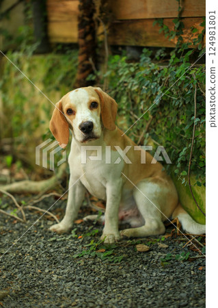 Portrait of a cute beagle dog, young brown beagle. Selective focus. 124981801