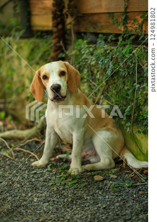 Portrait of a cute beagle dog, young brown beagle. Selective focus. 124981802