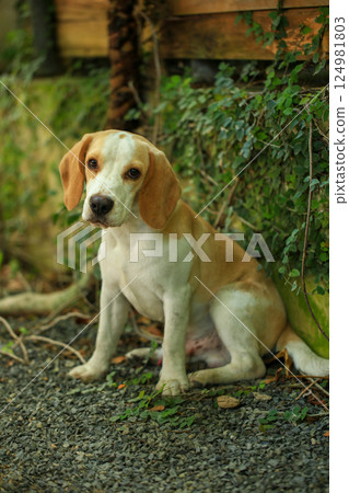 Portrait of a cute beagle dog, young brown beagle. Selective focus. 124981803