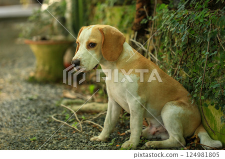 Portrait of a cute beagle dog, young brown beagle. Selective focus. 124981805