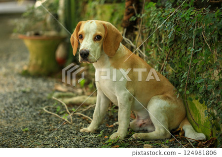 Portrait of a cute beagle dog, young brown beagle. Selective focus. 124981806