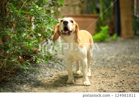 Portrait of a cute beagle dog, young brown beagle. Selective focus. 124981811