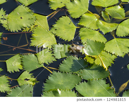 牛蛙騎在池塘裡的一片葉子上 124981815