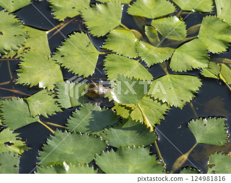 牛蛙騎在池塘裡的一片葉子上 124981816