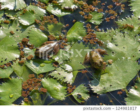 Bullfrog riding on a leaf in a pond 124981817
