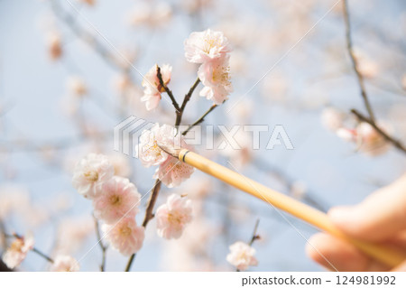 Artificial pollination of plums Artificial pollination of plums 124981992
