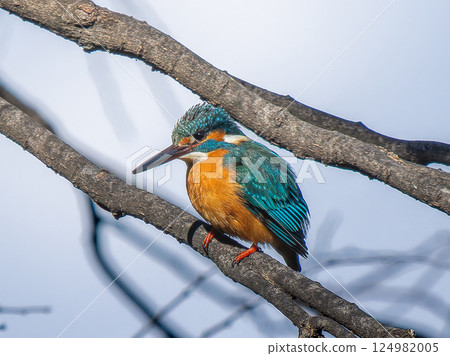 翠鳥棲息在樹枝上 124982005