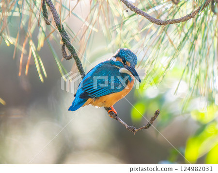 Kingfisher perching on a branch 124982031
