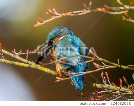 翠鳥棲息在樹枝上 翠鳥棲息在樹枝上 124982058