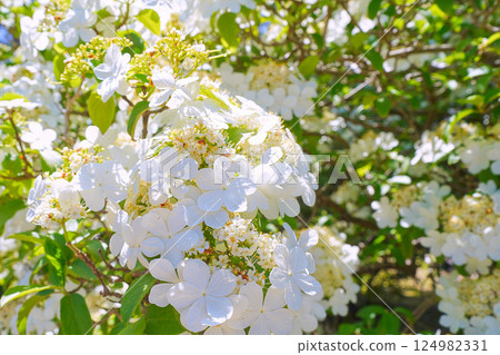 The famous Chinese flower of Yangzhou, "Keika", blooming in the grounds of Toshodaiji Temple in Nara Prefecture 124982331