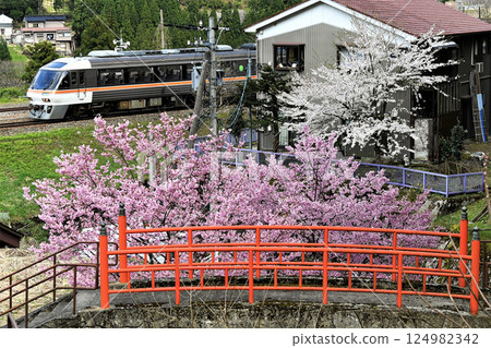 Kiha 85 Series Express "Hida" (Takayama Main Line in spring) 124982342