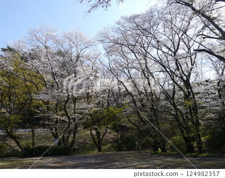 伊呂波坂櫻花公園的櫻花盛開 124982357