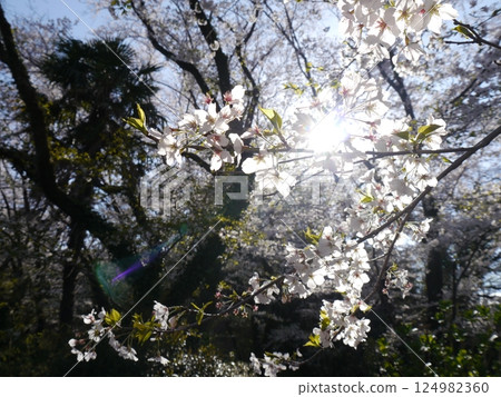 The sun peeking through the cherry blossoms (Irohazaka Sakura Park) 124982360