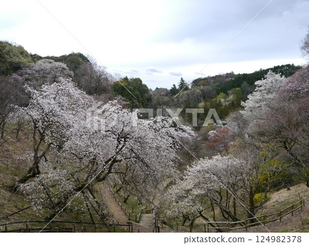 山間櫻花盛開(多摩森林科學園區) 山間櫻花盛開(多摩森林科學園區) 124982378