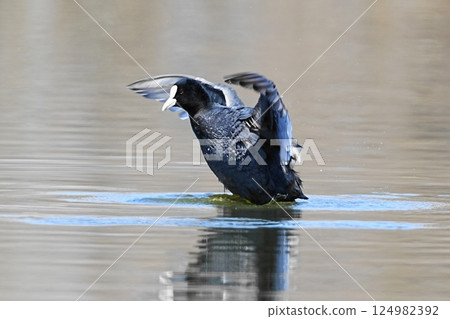 Coot spreading its wings 124982392