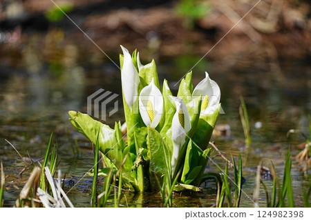white skunk cabbage white skunk cabbage 124982398