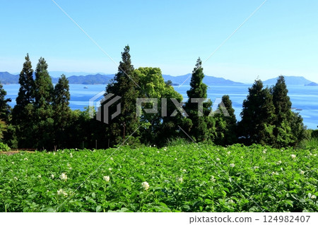 初夏的瀨戶內風光與馬鈴薯田 初夏的瀨戶內風光與馬鈴薯田 124982407