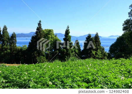 初夏的瀨戶內風光與馬鈴薯田 初夏的瀨戶內風光與馬鈴薯田 124982408