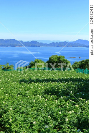 Setouchi scenery in early summer with potato fields 124982415