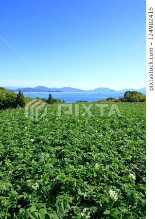 透過馬鈴薯田望去的瀨戶內海,飛島街道 透過馬鈴薯田望去的瀨戶內海,飛島街道 124982416