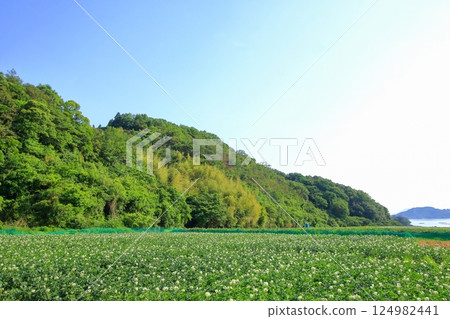 Blooming potato field in early summer Blooming potato field in early summer 124982441
