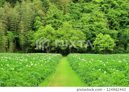 Potato field in early summer with bright green 124982442