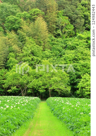 Potato field in early summer with bright green Potato field in early summer with bright green 124982443