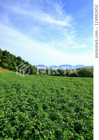 The Seto Inland Sea as seen from a potato field (Akitsu Town, Higashihiroshima City) 124982452