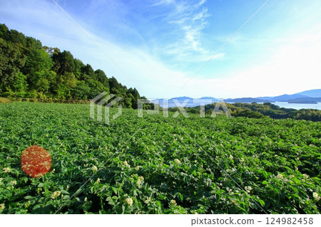 Setouchi scenery in early summer with potato fields Setouchi scenery in early summer with potato fields 124982458