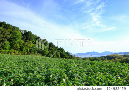 White flowers blooming in a potato field in early summer 124982459