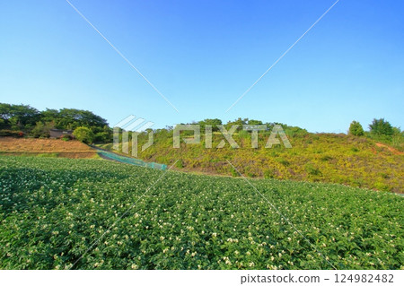 Potato field in early summer with white flowers blooming Potato field in early summer with white flowers blooming 124982482