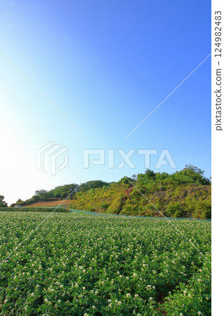 Potato field in early summer with white flowers blooming Potato field in early summer with white flowers blooming 124982483