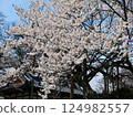 Cherry tree in full bloom  124982557